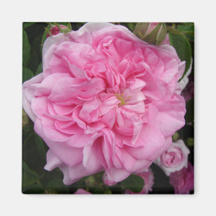 Rosa Vintage Rose Blume Magnet