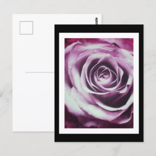 Rosa Vintage Rose Postkarte