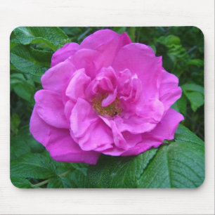 rosa, violette Rosenblume Mousepad