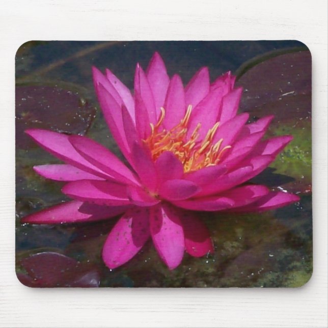 Rosa Wasser-Lilie Mousepad (Vorne)