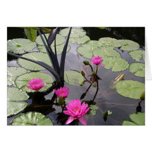 Rosa Wasser-Lilien