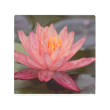Rosa Wasser-Lilien-Metallwand-Kunst