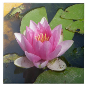 Rosa Wasser-Lilien-nahe hohe Keramik-Fliesen Fliese