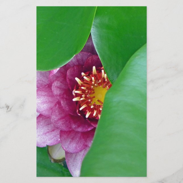 Rosa Wasserlilie Briefpapier (Vorderseite)