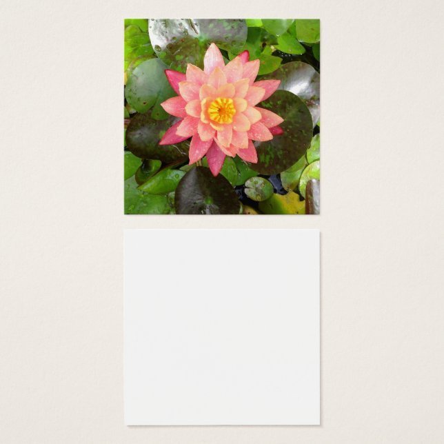 Rosa Wasserlilie Foto (Vorne & Hinten)