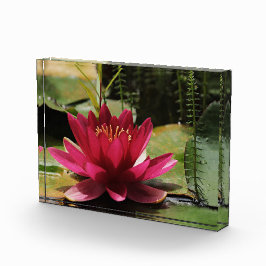 Rosa Wasserlilie Fotoblock