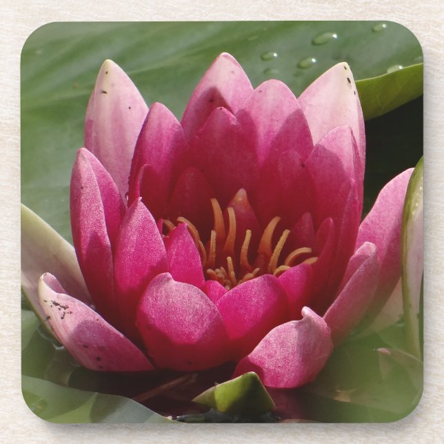 Rosa Wasserlilie Getränkeuntersetzer (Vorderseite)