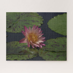 Rosa Wasserlilie Jigsaw Puzzle