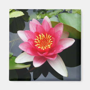 Rosa Wasserlilie Magnet