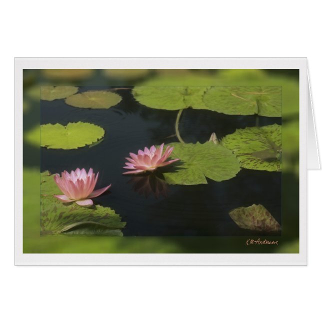 Rosa Wasserlilie - Maßgeschneiderte (Vorderseite (Horizontal))