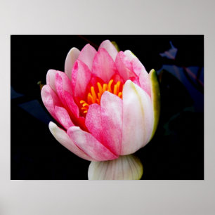 Rosa Wasserlilie Poster
