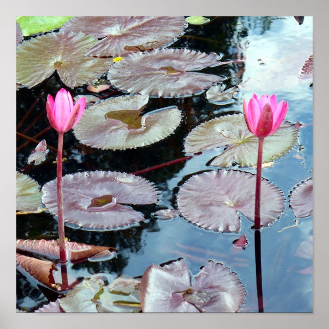 Rosa Wasserlilien in einem Teich Poster (Vorne)