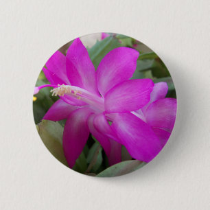Rosa Weihnachtskaktus blühen Button