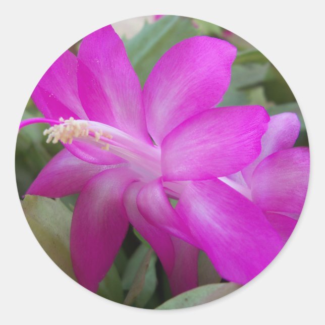 Rosa Weihnachtskaktus blühen Runder Aufkleber (Vorderseite)
