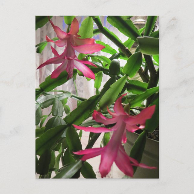 Rosa Weihnachtskaktuss-Blumen Feiertagspostkarte (Vorderseite)
