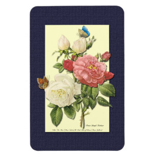 Rosa Weiß Alte Botanische Rosen Magnet