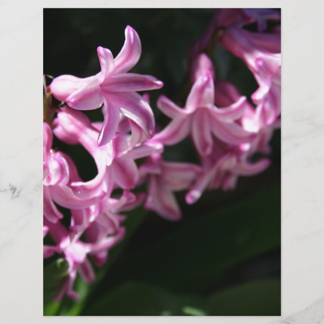 Rosa-weiße Frühlingsblumen (Vorderseite)