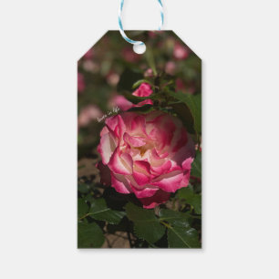 Rosa & Weiße Rose Geschenkanhänger