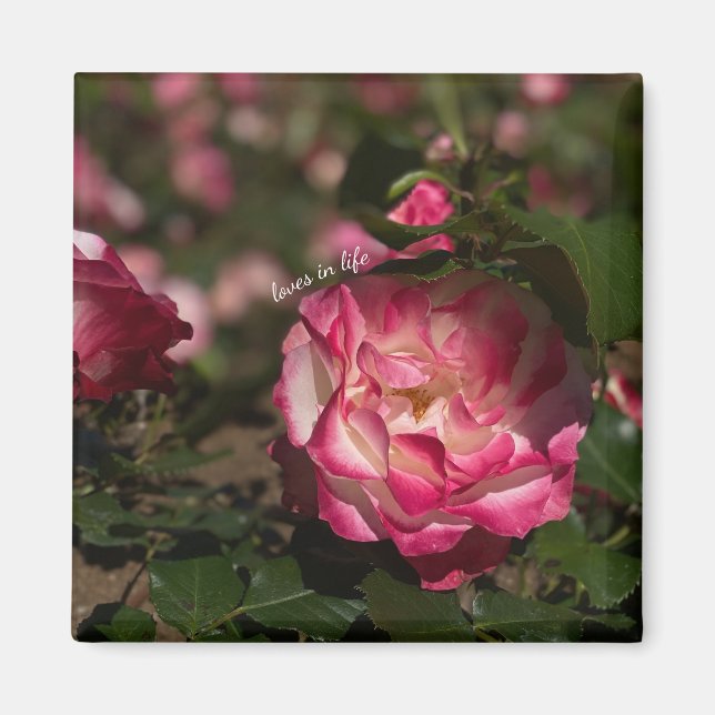 Rosa & Weiße Rose Magnet (Vorne)