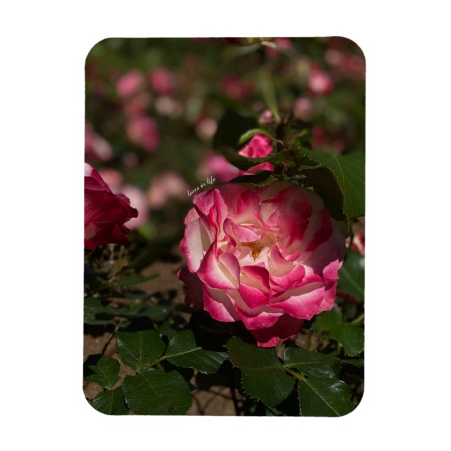 Rosa & Weiße Rose Magnet (Vertikal)