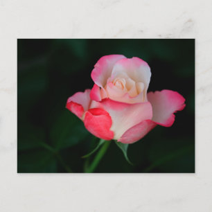 Rosa-Weiße Rose Postkarte