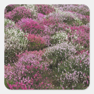 Rosa, weiße und lila Buschblüte Quadratischer Aufkleber