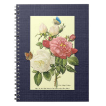 Rosa Weiße Vintage Botanische Rosen