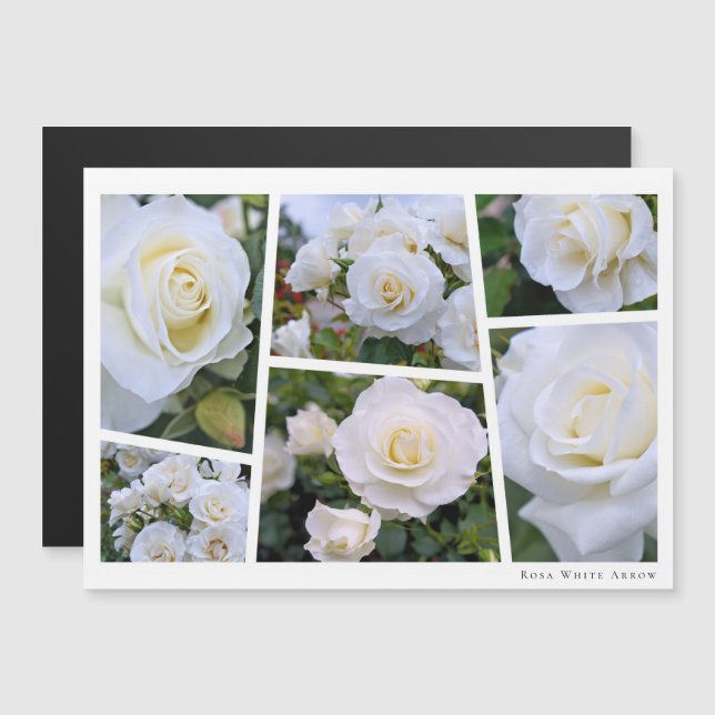 Rosa White Arrow Magnetkarte (Vorne/Hinten)