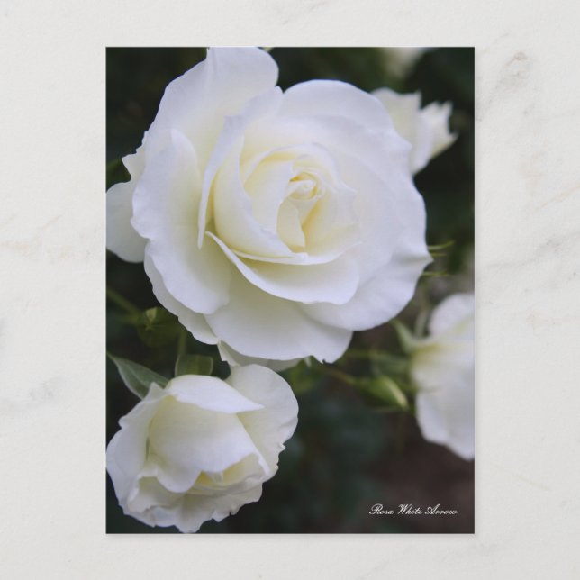 Rosa White Arrow：Postcard Postkarte (Vorderseite)