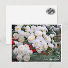 Rosa White Arrow Postkarte