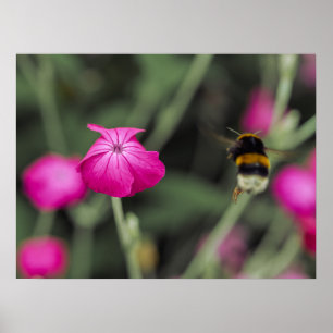 Rosa Wildblume und Hummel Naturfotografie Poster
