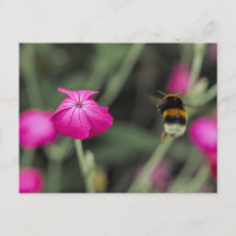 Rosa Wildblume und Hummel Sommer Naturfoto