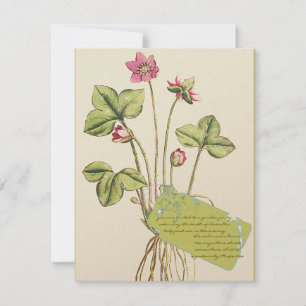 Rosa Wilde Blume Botanisches Abendessen Einladung