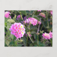 Rosa Wilde Blume