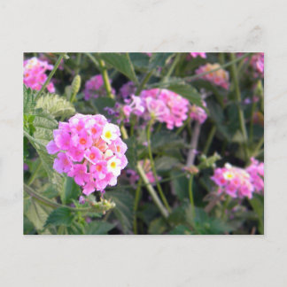 Rosa Wilde Blume Postkarte
