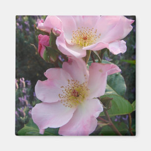 Rosa Wilde Rose Blume Foto Magnet