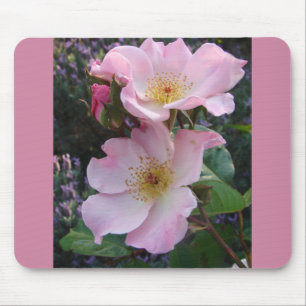 Rosa Wilde Rose Blume Foto Mousepad