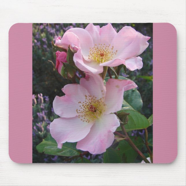 Rosa Wilde Rose Blume Foto Mousepad (Vorne)