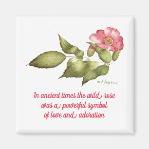 Rosa wilde Rose mit symbolischer Bedeutung Magnet