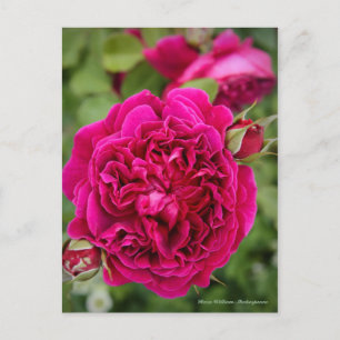 Rosa William Shakespeare [Postcard] Postkarte