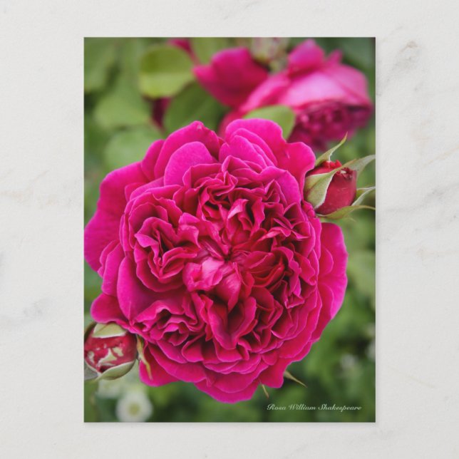 Rosa William Shakespeare [Postcard] Postkarte (Vorderseite)
