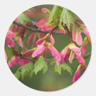 Rosa Winged Platane-Samen - Acer pseudoplatanus Runder Aufkleber