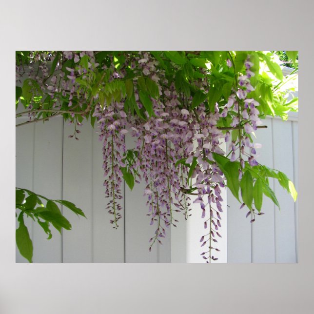 Rosa Wisteria ~ Druck Poster (Vorne)