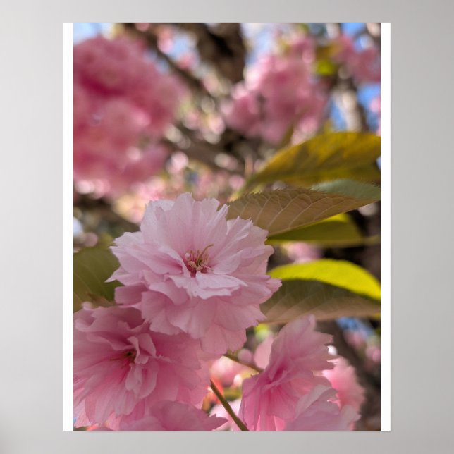 Rosa Yaezakura-Blüte Poster (Vorne)