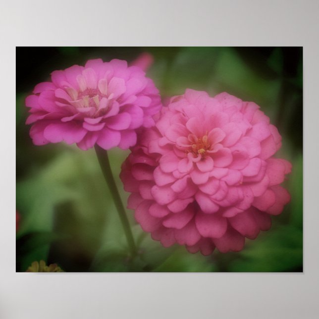 Rosa Zinnia-Blume im Blut Poster (Vorne)