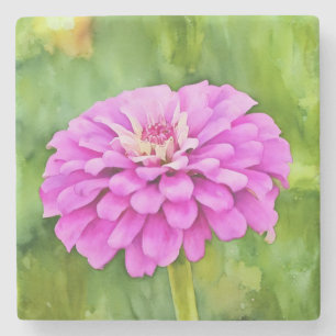 Rosa Zinnia Blume Kunst, Dichtung und Musik Steinuntersetzer