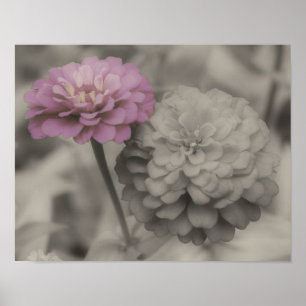 Rosa Zinnia-Blume Vintag teilweise Farbe Poster