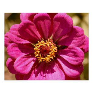 Rosa Zinnia Elegante Poster