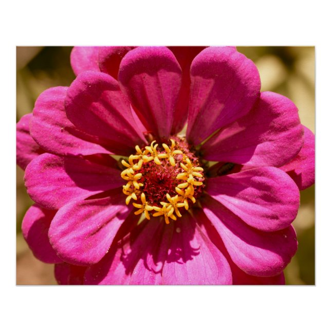 Rosa Zinnia Elegante Poster (Vorderseite)