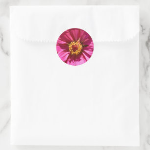 Rosa Zinnia Elegante Runder Aufkleber